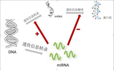 加密狗文件破解,加密狗里面的文件能复制吗-加密狗模拟网